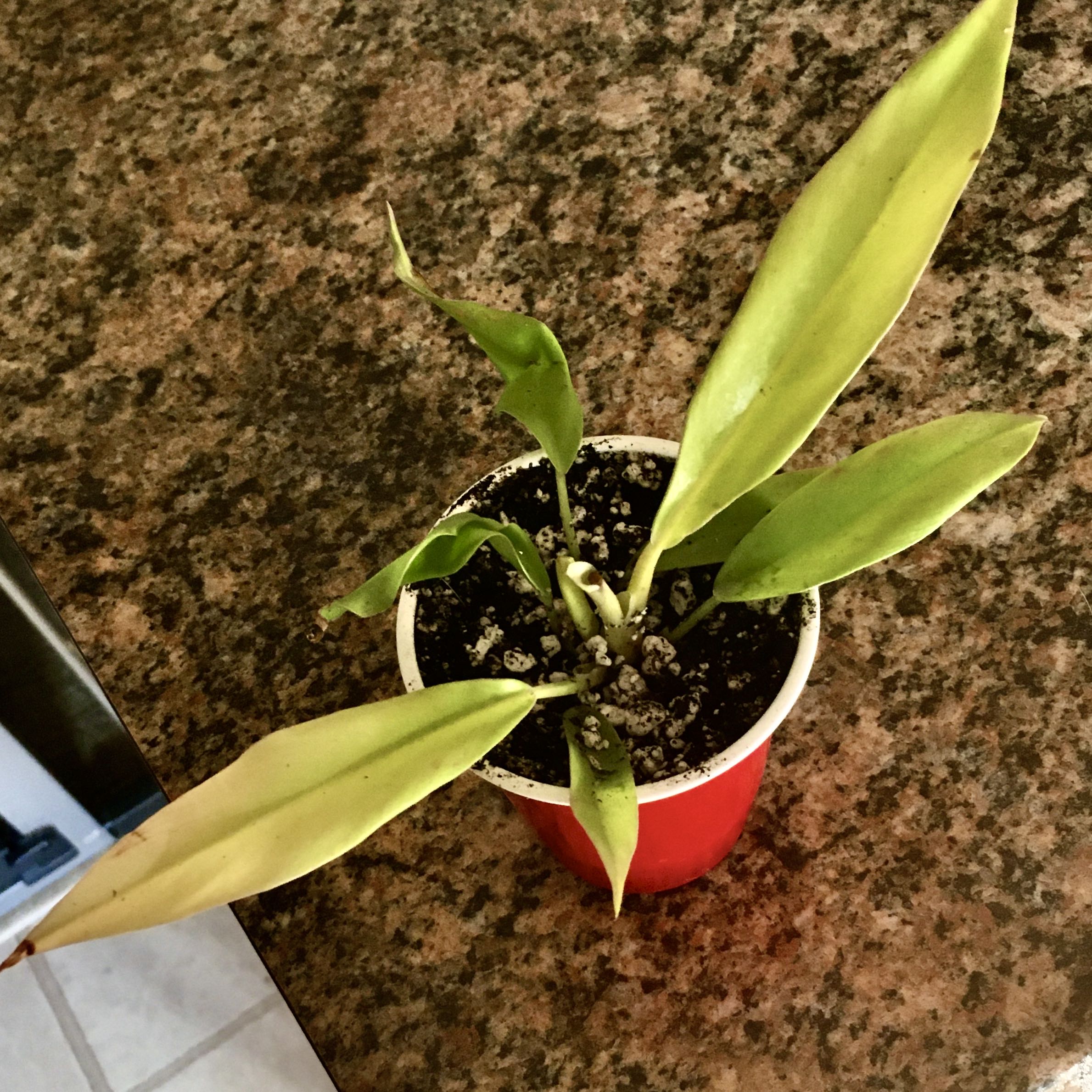 Photo of the plant species Philodendron 'Pluto's Gold' by @emmybee named Planet on Greg, the plant care app