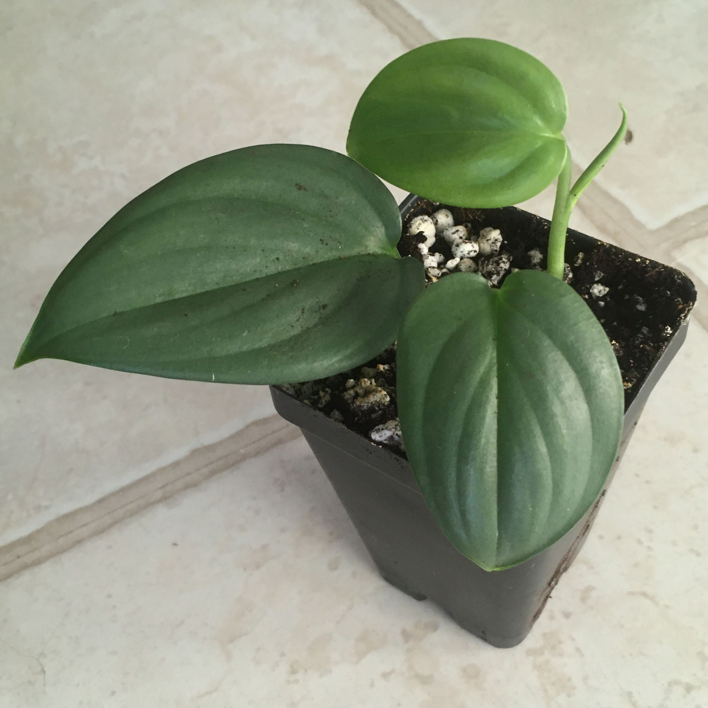 Photo of the plant species Blue Satin Scindapsus by @emmybee named Schtroumpf on Greg, the plant care app