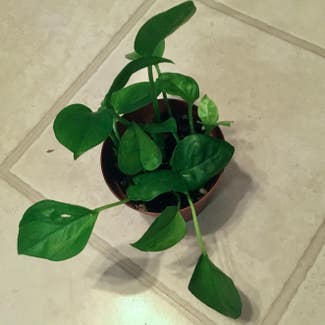 Emerald Pothos plant in Somewhere on Earth