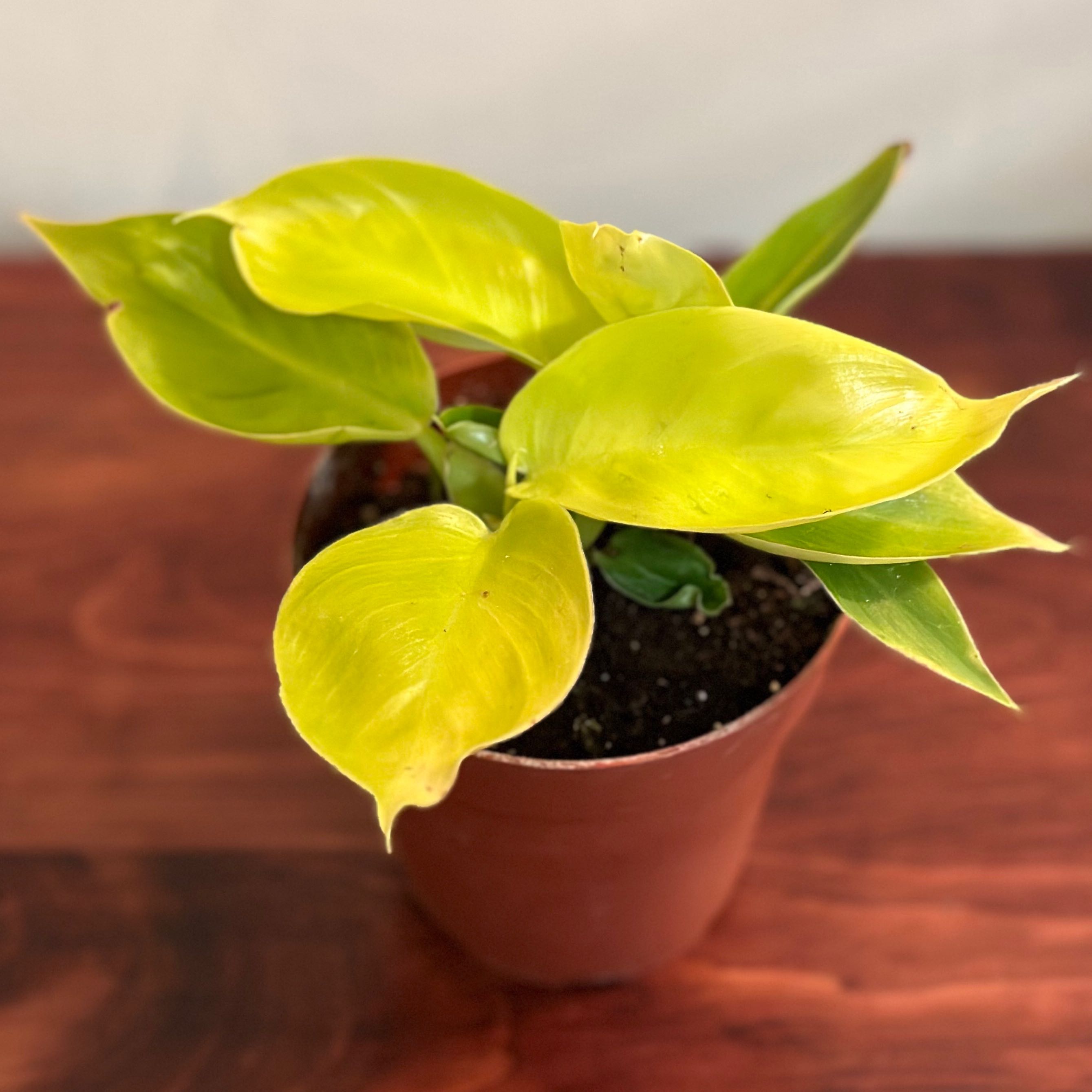 Photo of the plant species Rush Philodendron by @emmybee named Baby on Greg, the plant care app