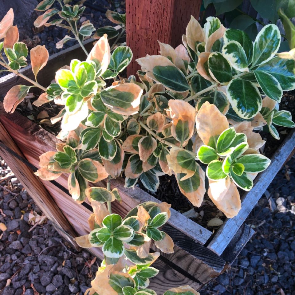 Fortune's Spindle plant with variegated leaves, some showing browning and yellowing, in a wooden planter.