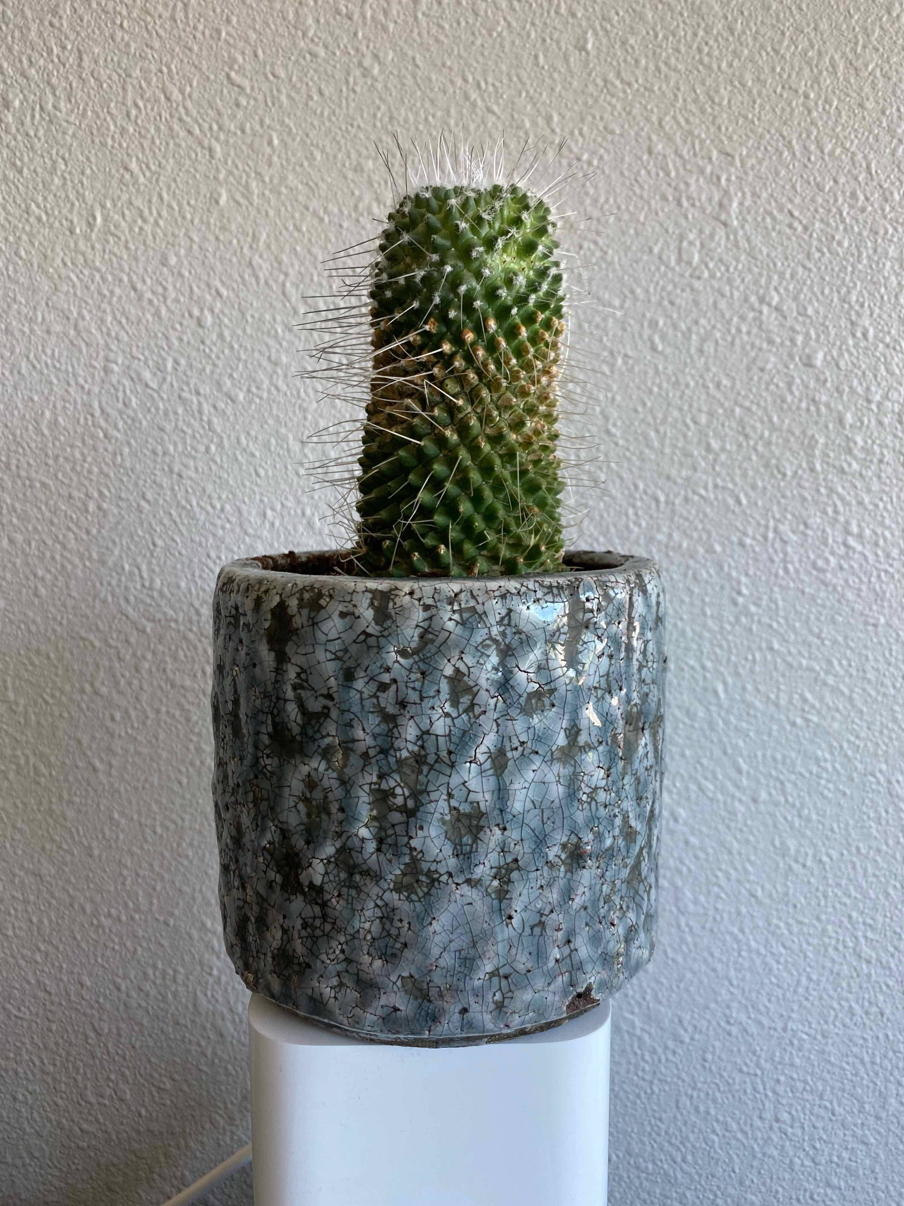 Cactus in a pot, likely Mammillaria backebergiana, appears healthy with no visible soil.
