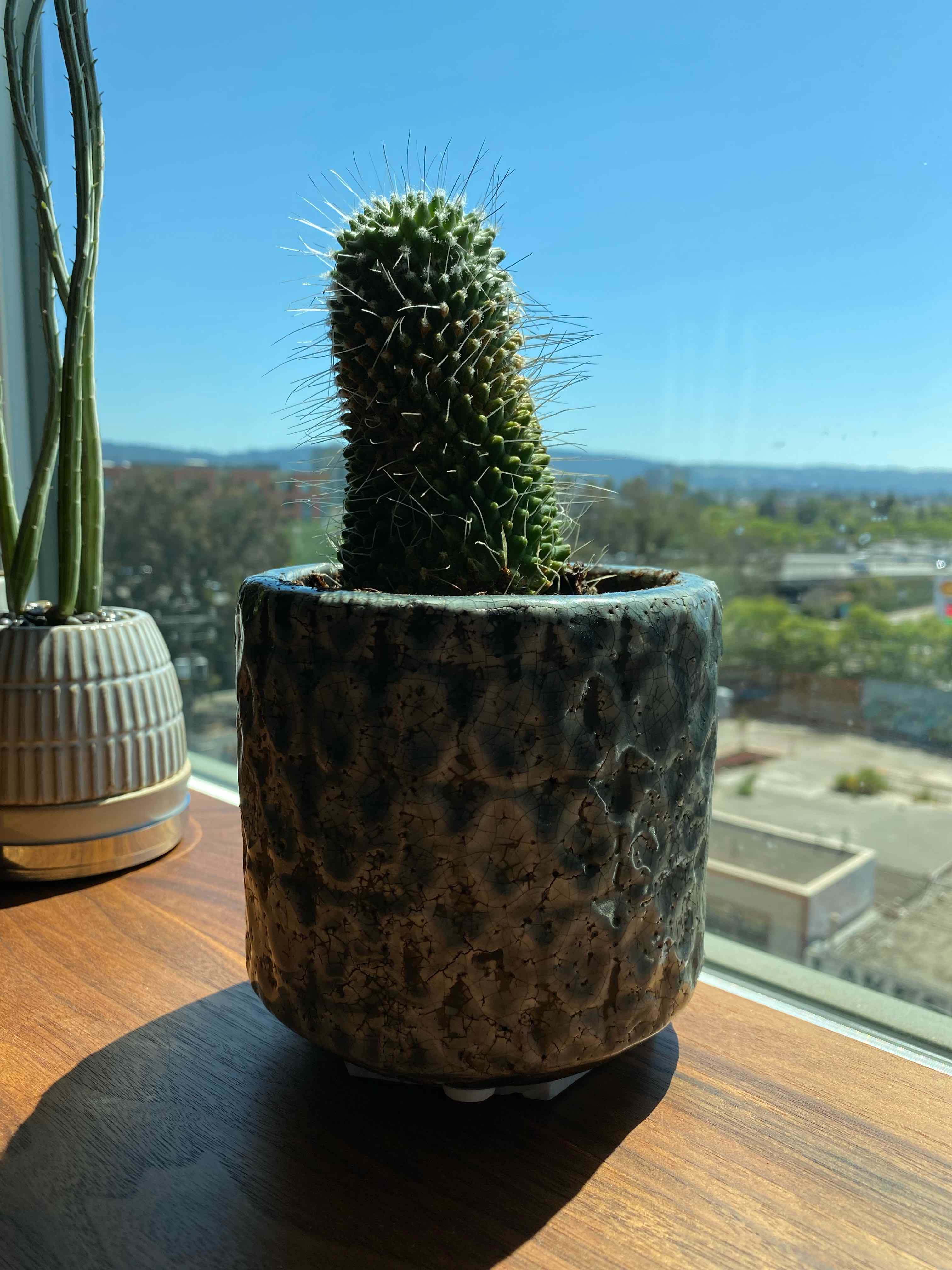 Mammillaria backebergiana cactus in a pot on a windowsill with an outdoor view.