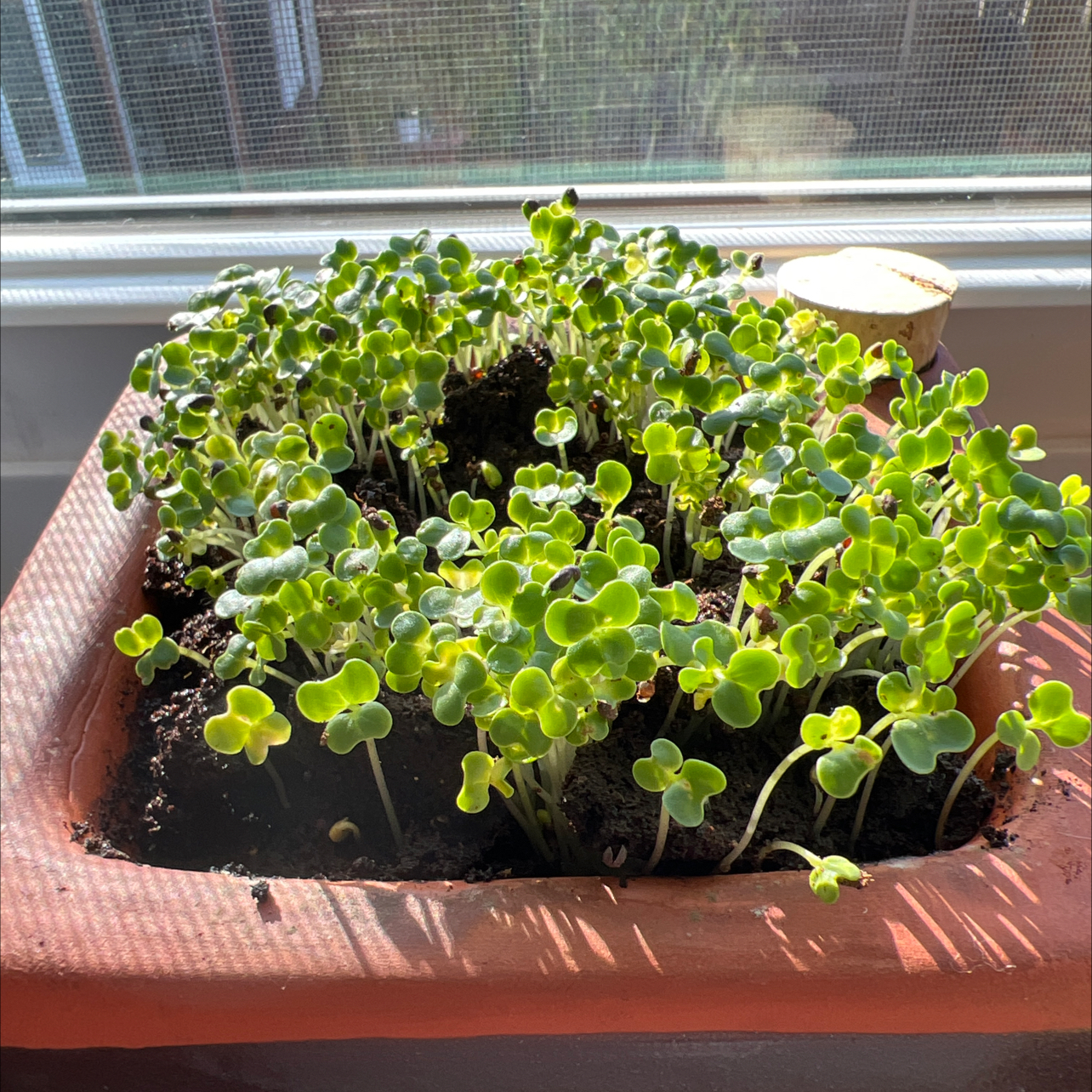 Young Field Mustard plants growing in a rectangular pot with vibrant green leaves.