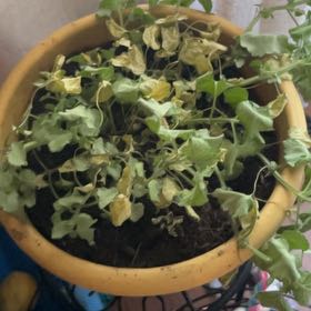 Photo of the plant species Dead Nettle by @ZealUngnadia named Bruce Lee on Greg, the plant care app