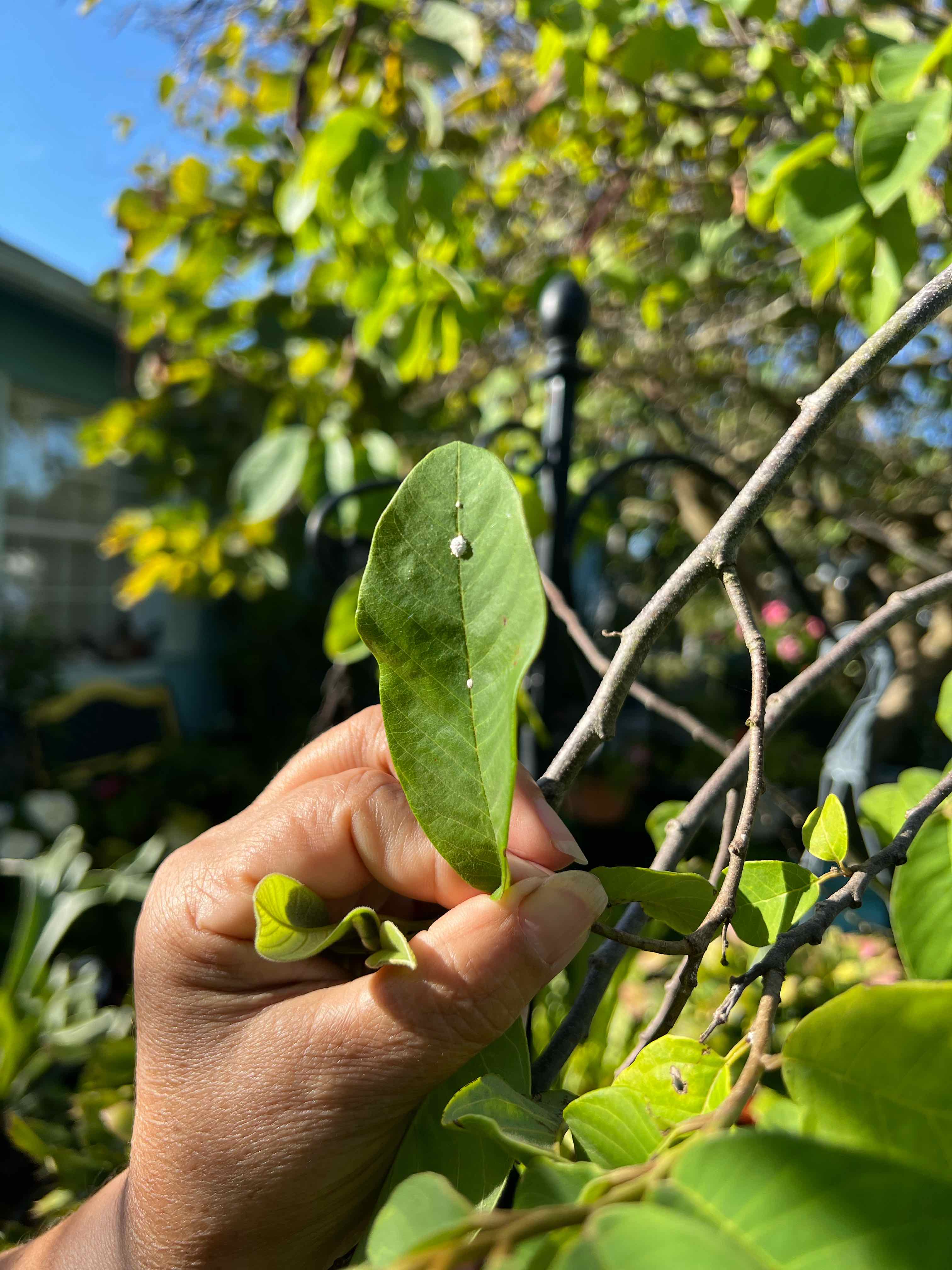 Plant care for Black Walnut on Greg, the plant care app