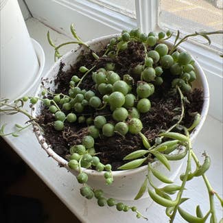 String of Pearls plant in Ridgewood, New Jersey