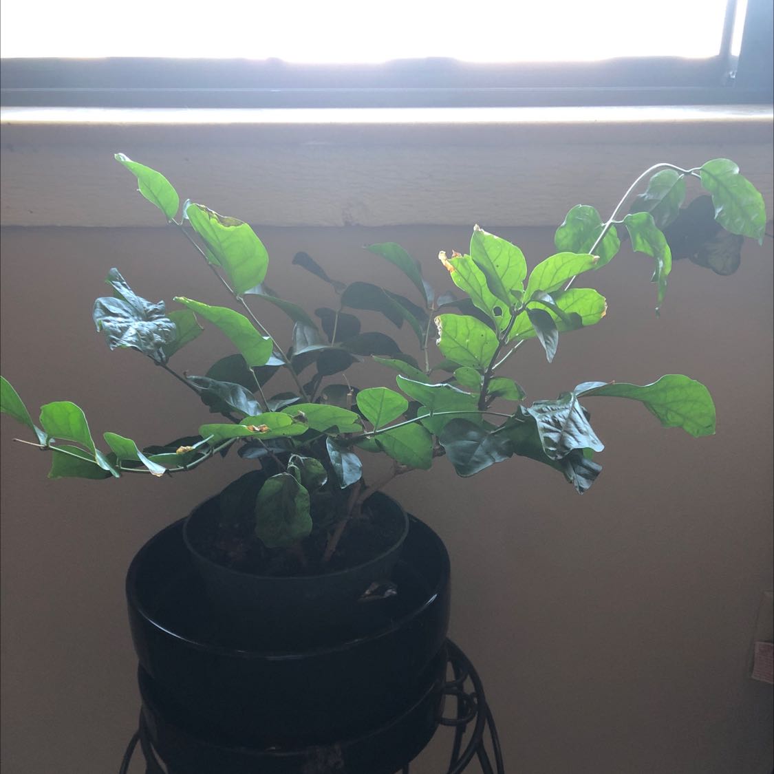 A healthy potted Arabian jasmine plant with glossy green leaves sitting on a window sill in natural light.
