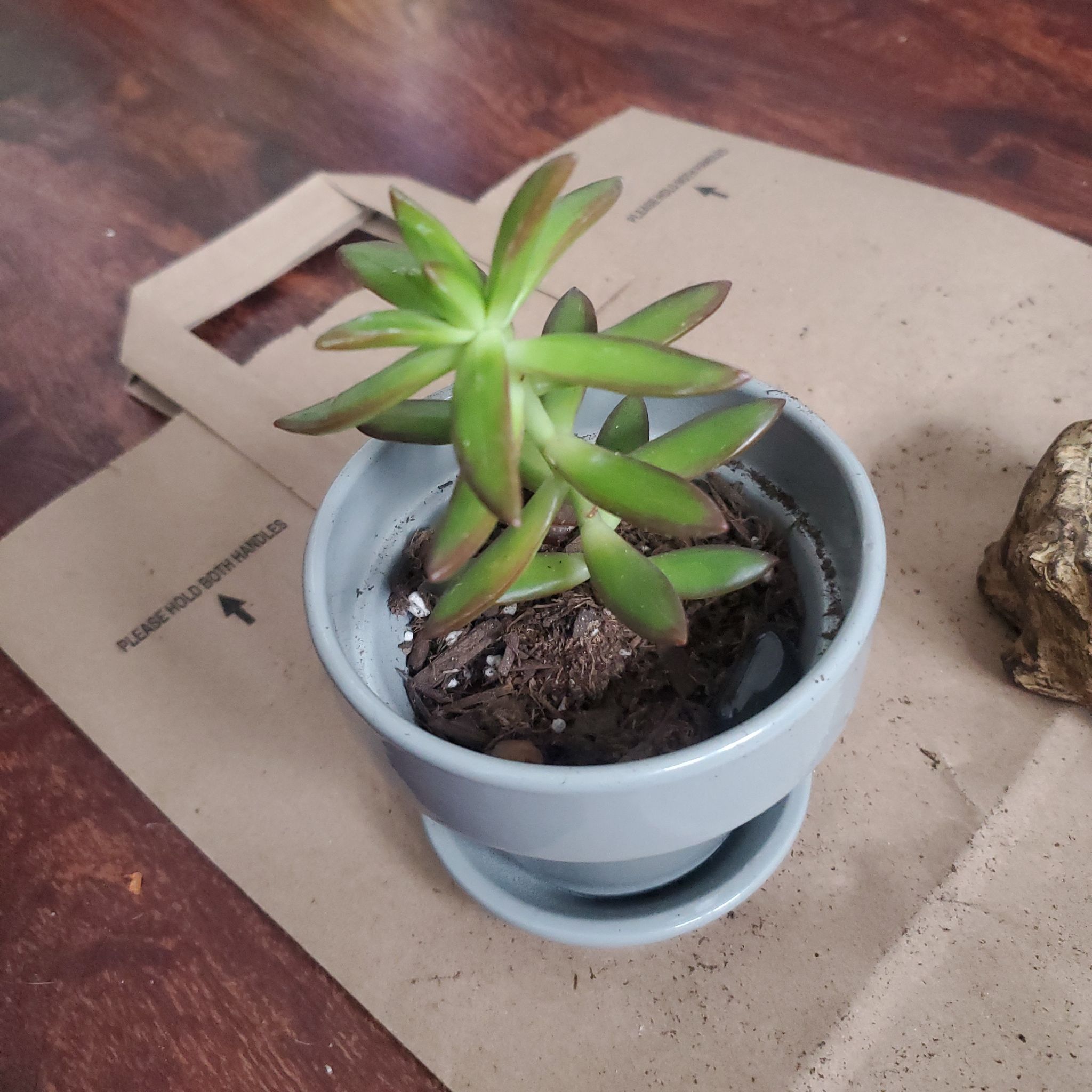 Crassula capitella 'Campfire' plant in a small pot with visible soil.