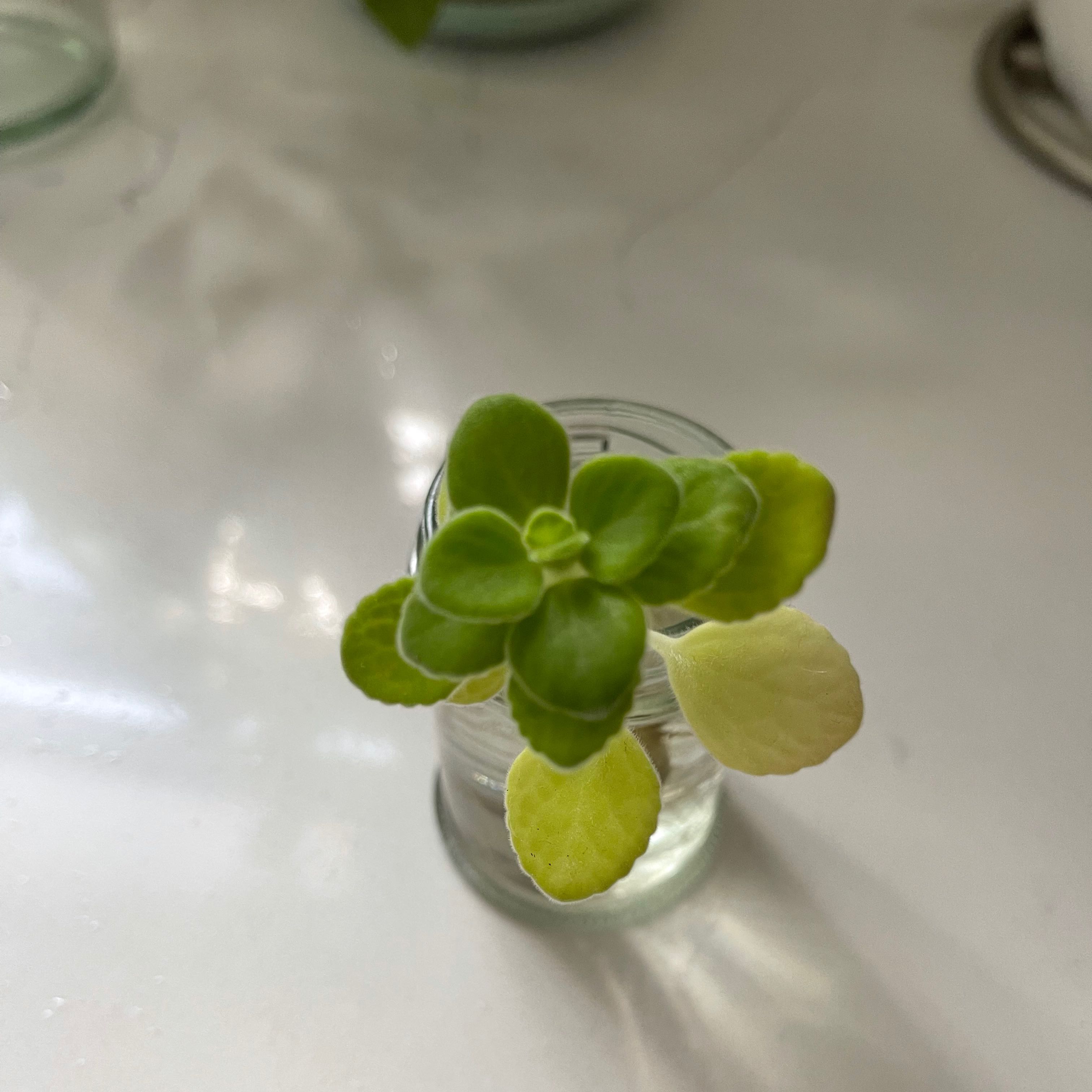 Mexican Mint cutting in a glass container with water, showing some yellowing leaves.