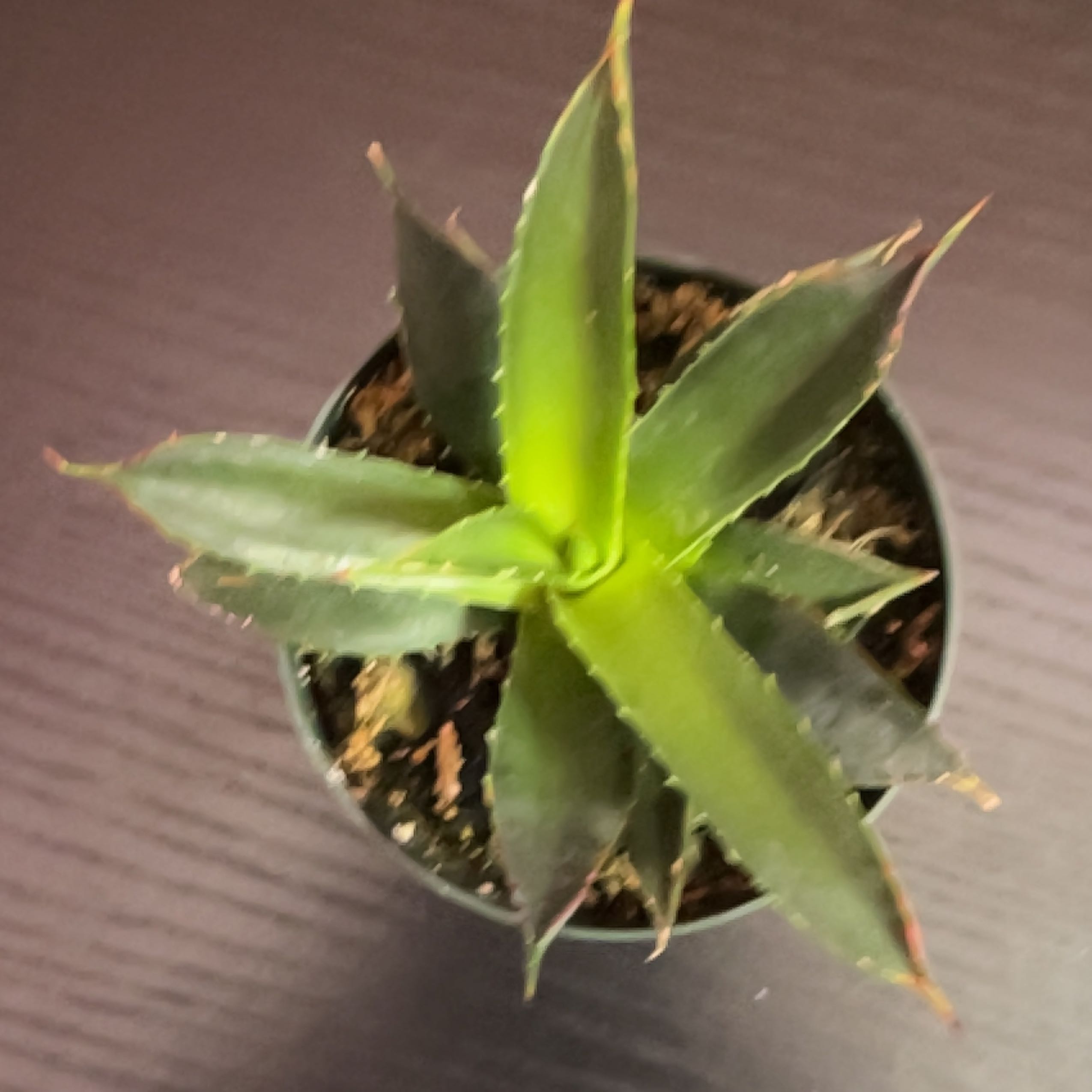 A small, healthy Agave americana plant in a plastic pot with spiky green leaves and no discoloration.