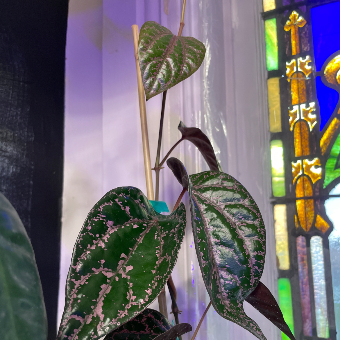 Red Betel plant with pinkish spots on leaves, indoors near a stained glass window.