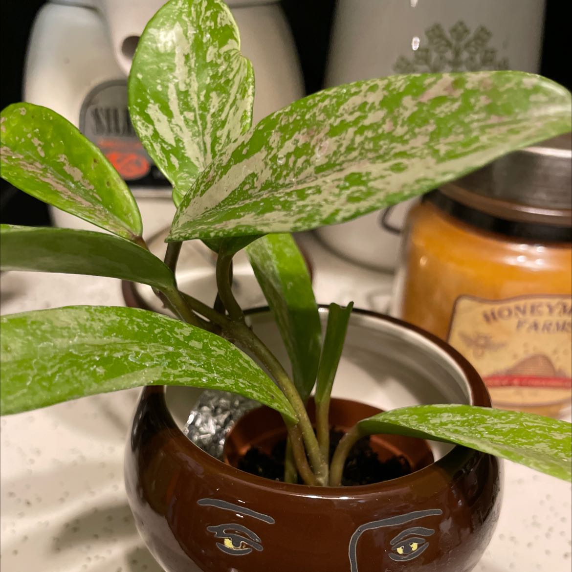 Hoya pubicalyx 'Splash' plant with variegated leaves in a decorative pot.