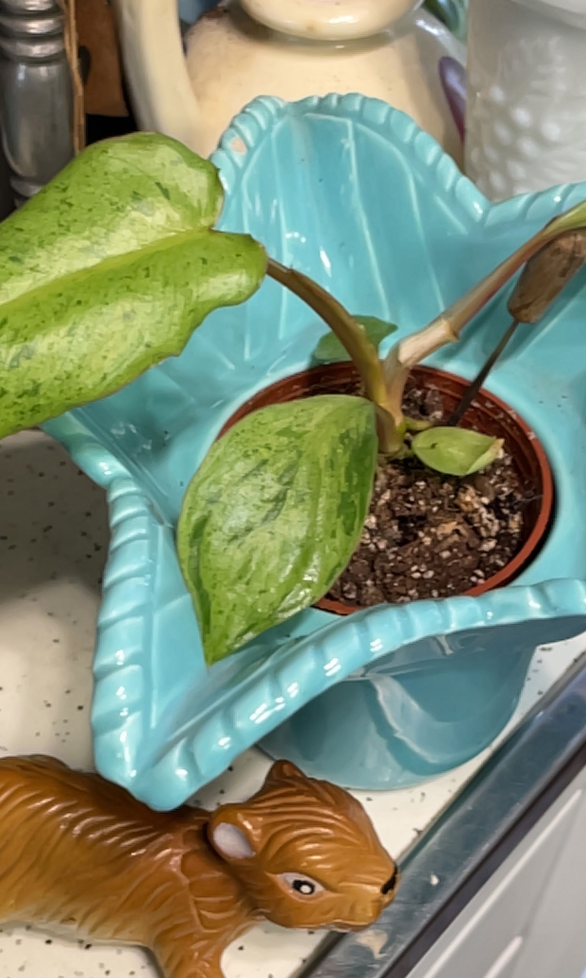 Paraiso Verde Philodendron plant in a pot with visible soil, placed in a decorative blue container.