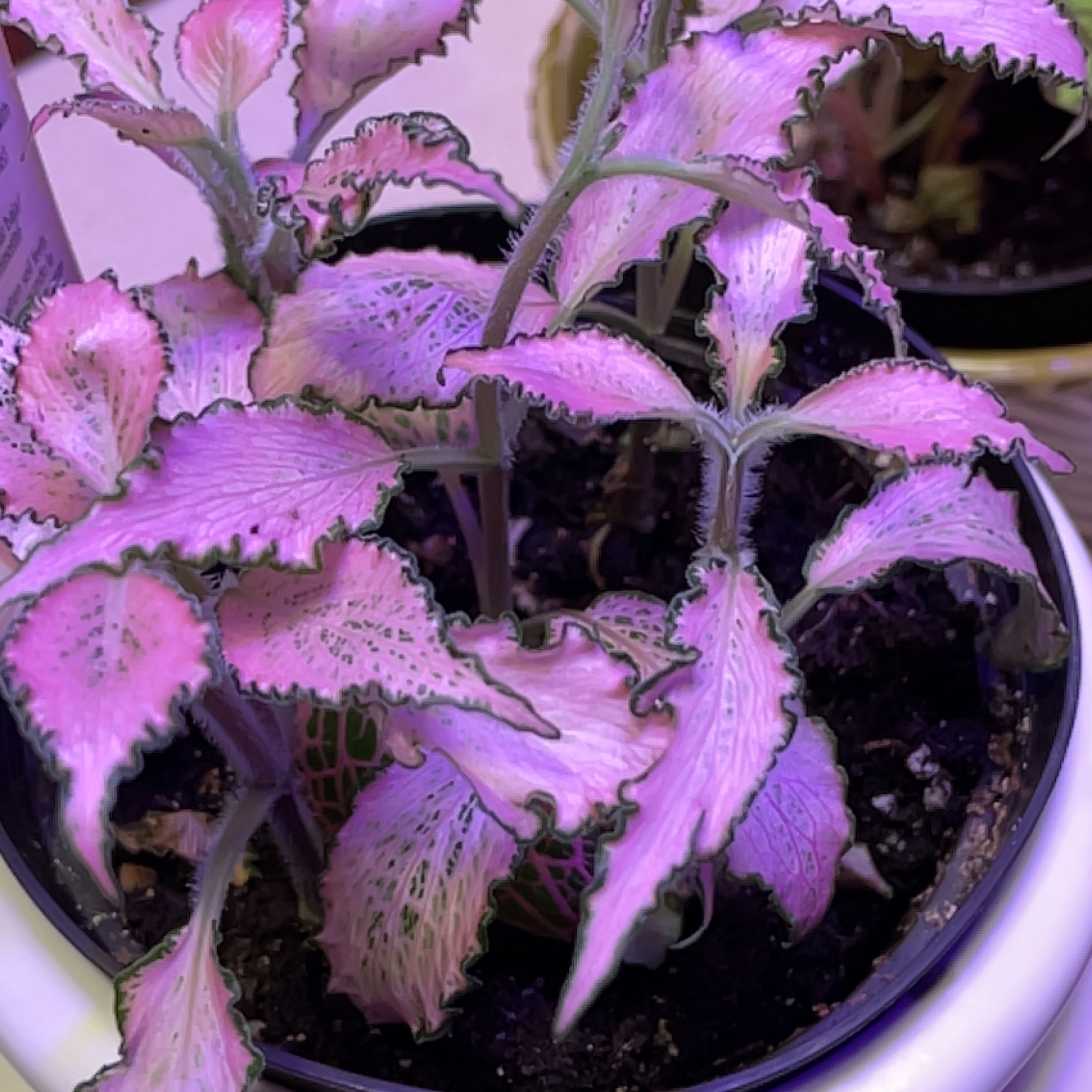 Photo of the plant species Pink Hybrid Nerve Plant by @Jenstheone named Frankie on Greg, the plant care app