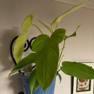 Philodendron Gold Violin plant in Somewhere on Earth