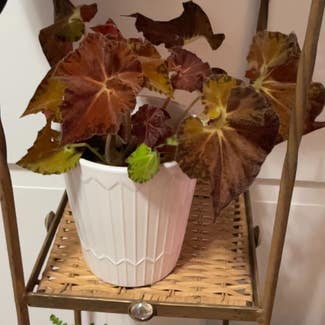 Autumn Begonia plant in Somewhere on Earth