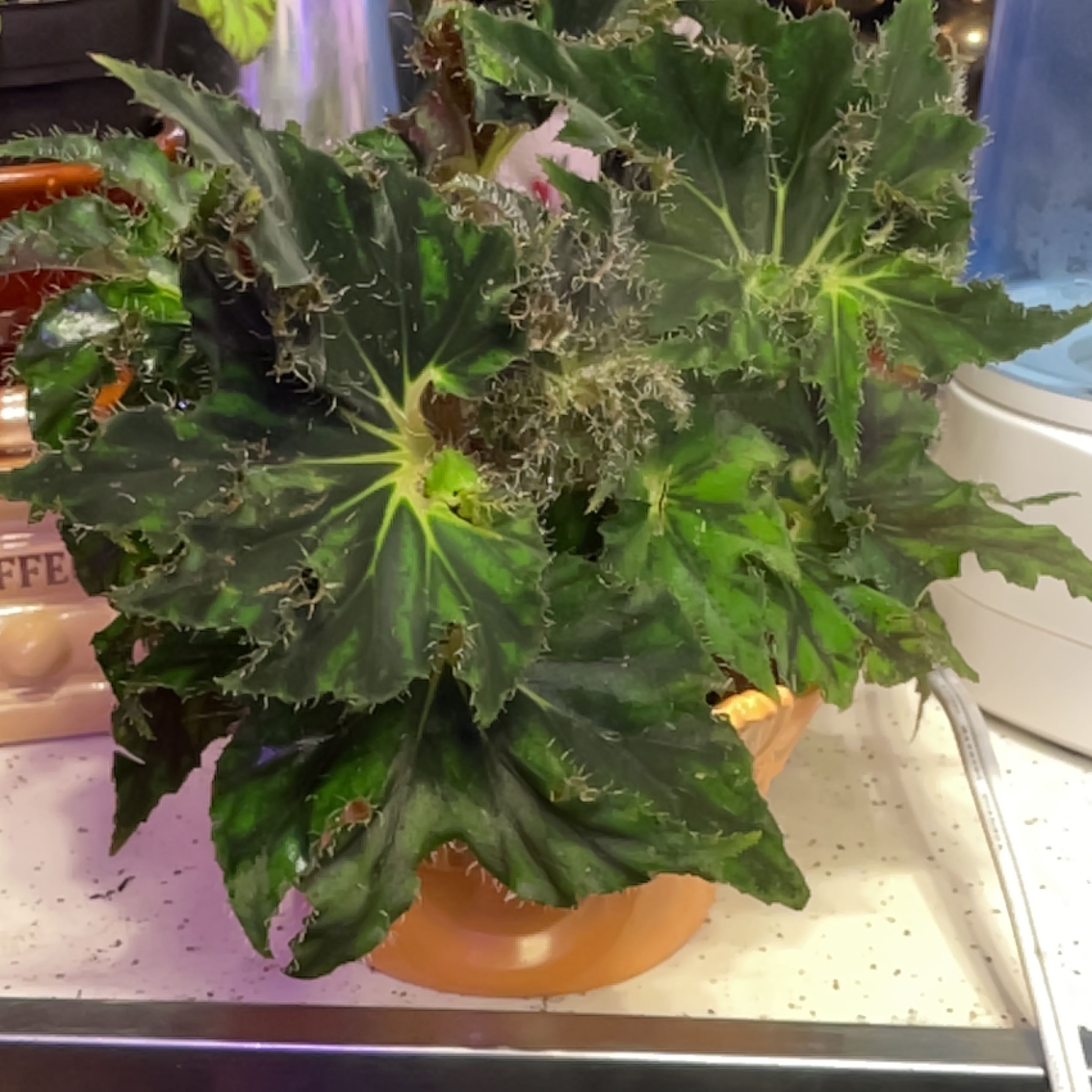 Photo of the plant species Begonia heracleifolia by @Jenstheone named Harry on Greg, the plant care app