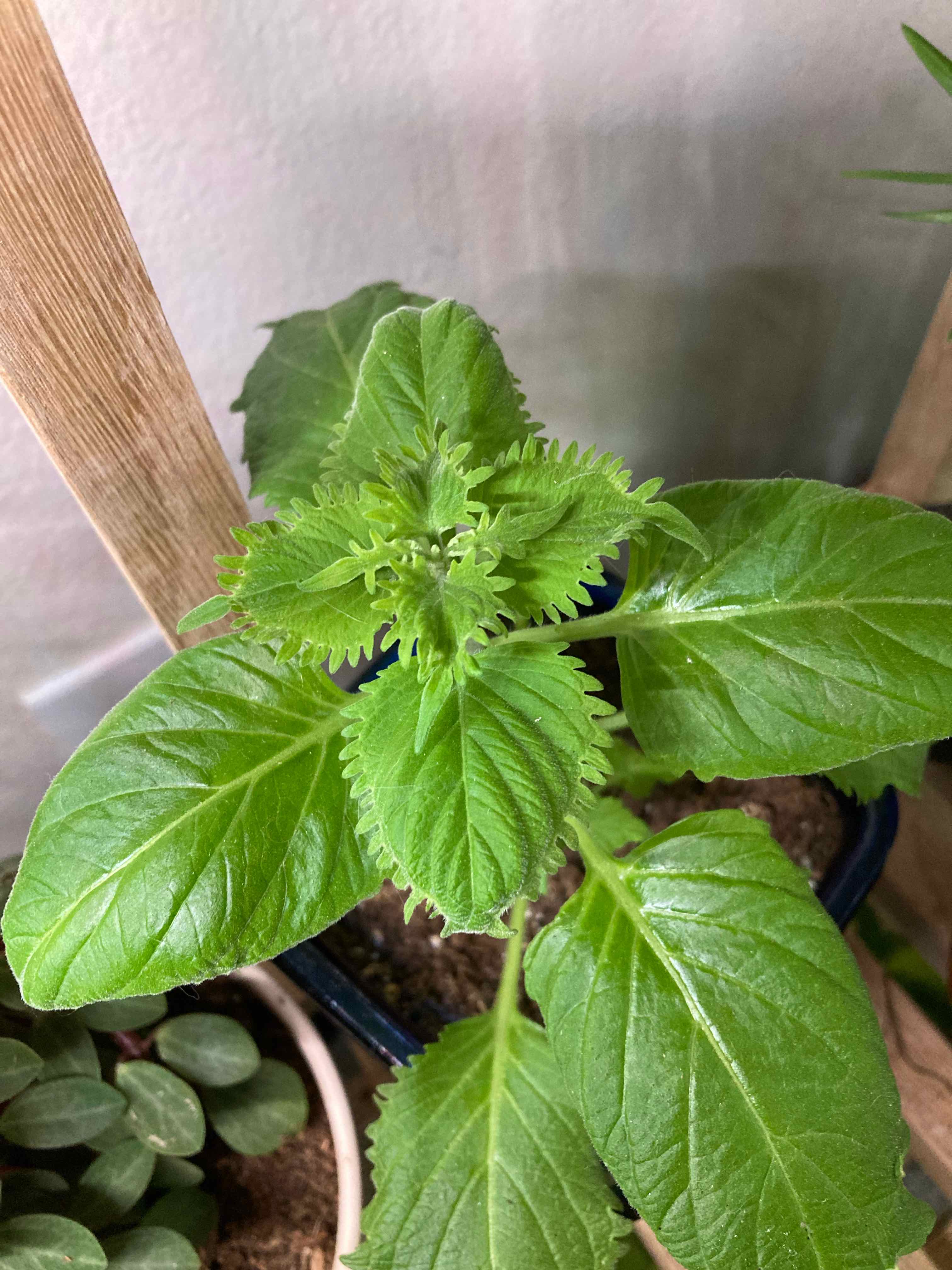 Healthy Beefsteak Plant with vibrant green leaves in a pot.