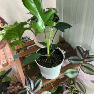 Horsehead Philodendron plant in Somewhere on Earth