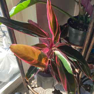Triostar Stromanthe plant in Somewhere on Earth