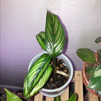 Calathea 'Beauty Star' plant in Somewhere on Earth