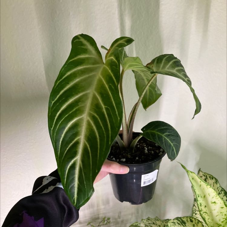 Caladium lindenii 'Magnificum' plant in a black pot with large, dark green leaves and white veins.
