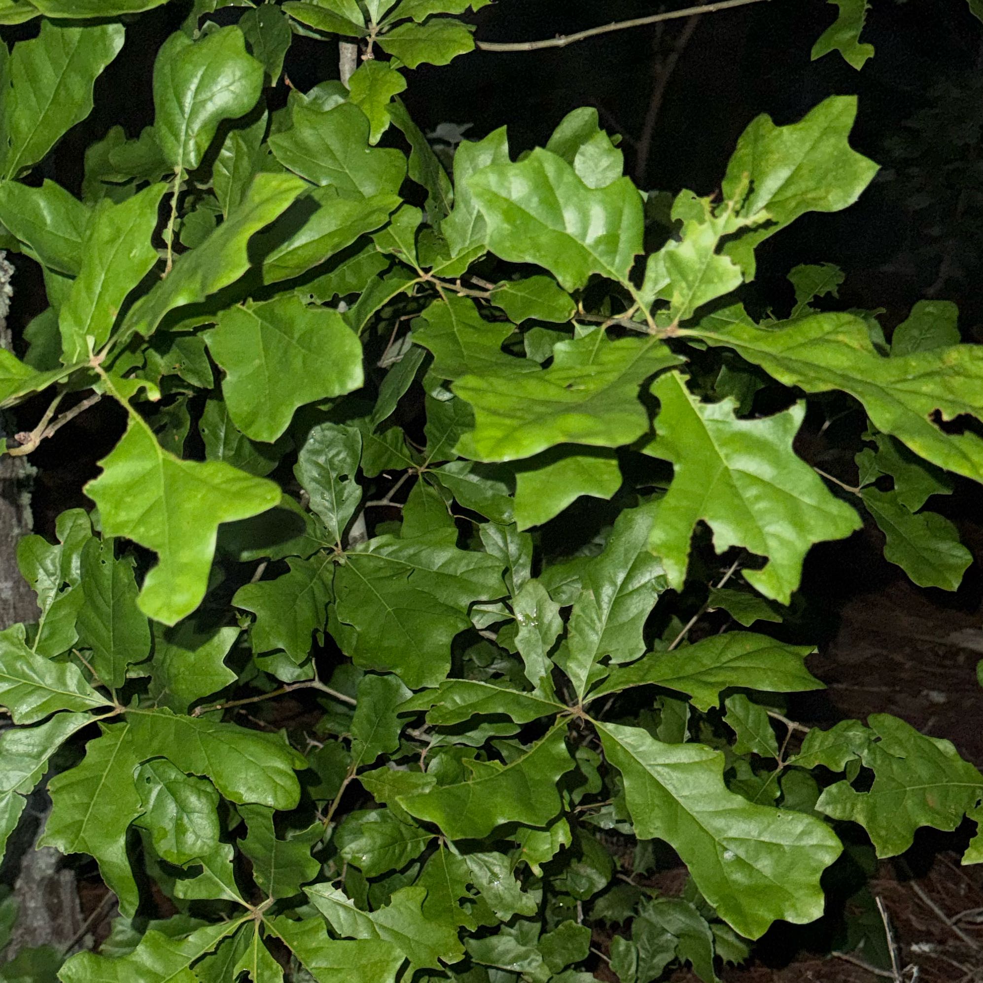 Photo of the plant species Water Oak by @PreferredFeijoa named Tolkien on Greg, the plant care app
