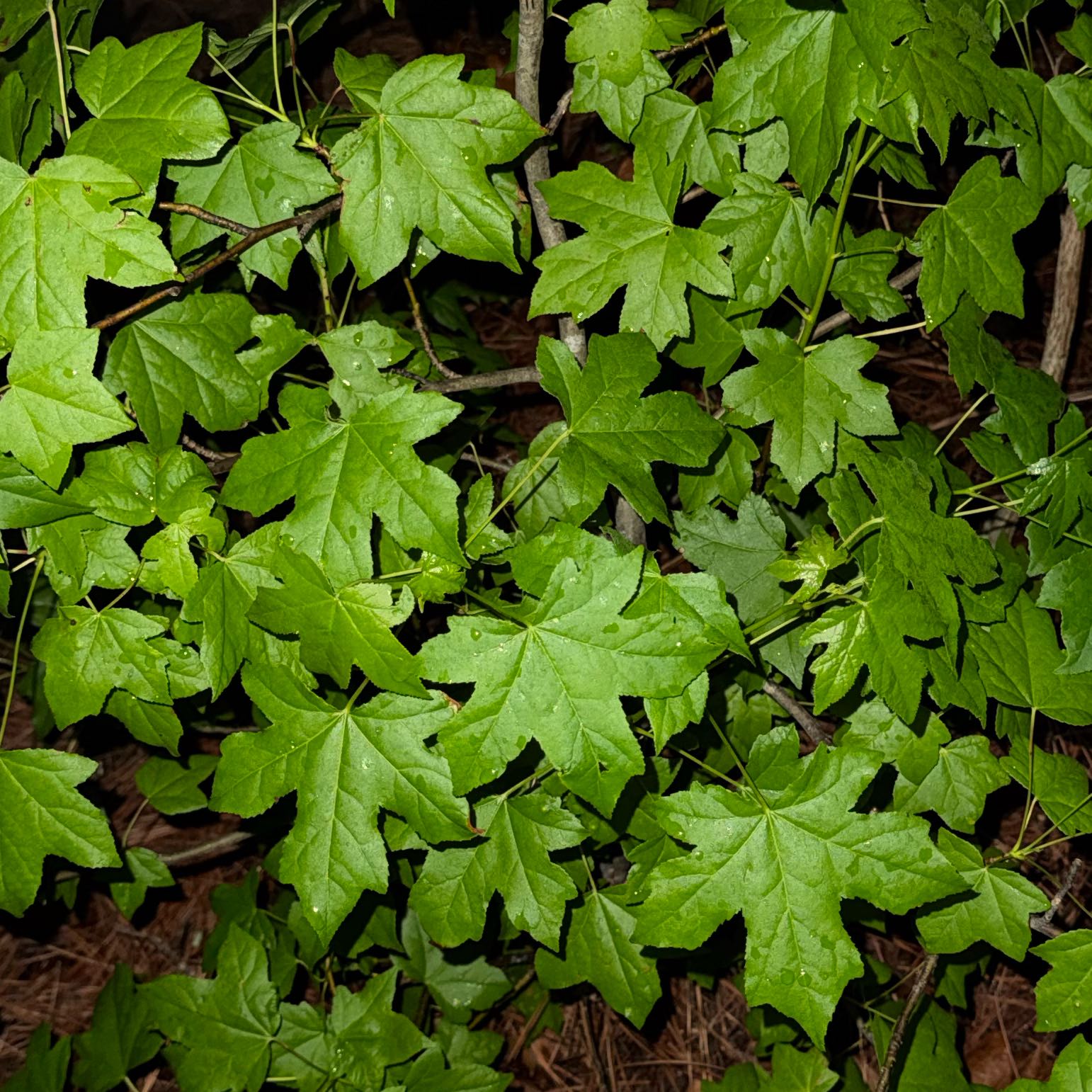 Photo of the plant species Hedge Maple by @PreferredFeijoa named Duke on Greg, the plant care app