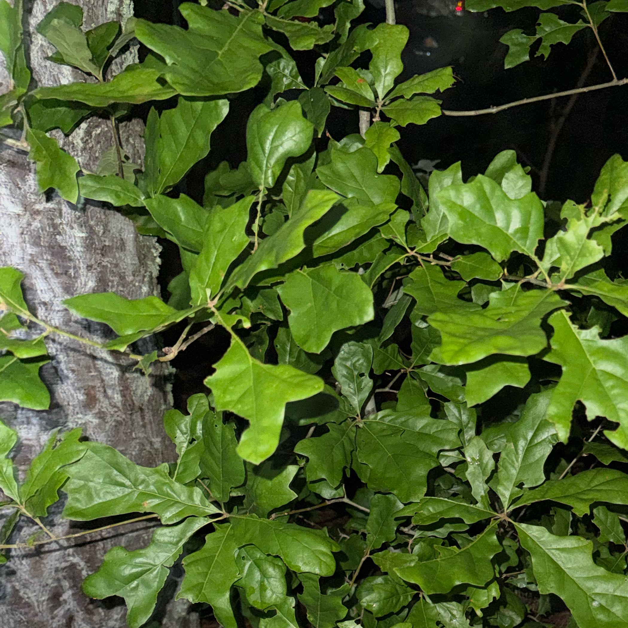 Photo of the plant species Water Oak by @PreferredFeijoa named Robert Plant on Greg, the plant care app