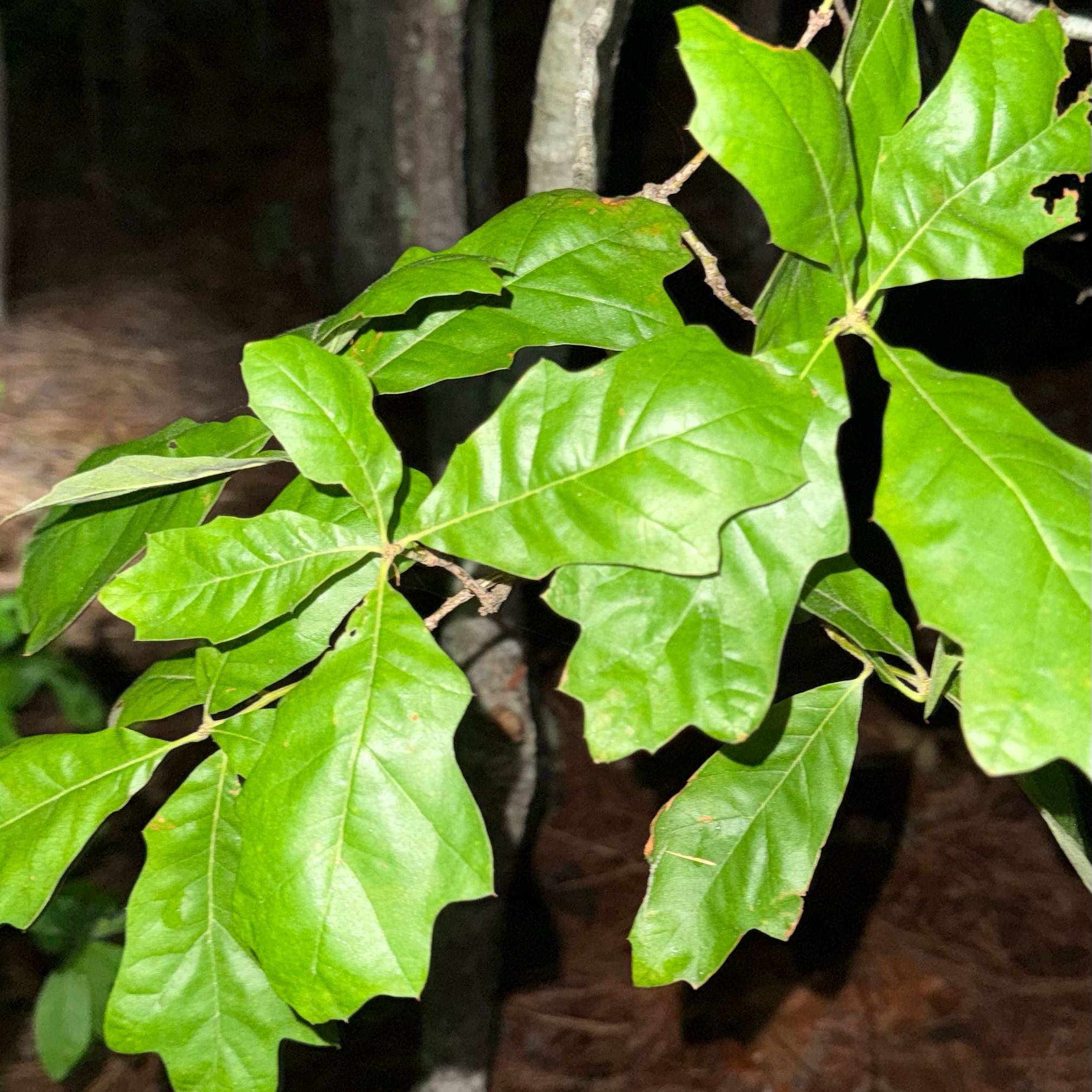 Photo of the plant species Southern Red Oak by @PreferredFeijoa named Lola on Greg, the plant care app