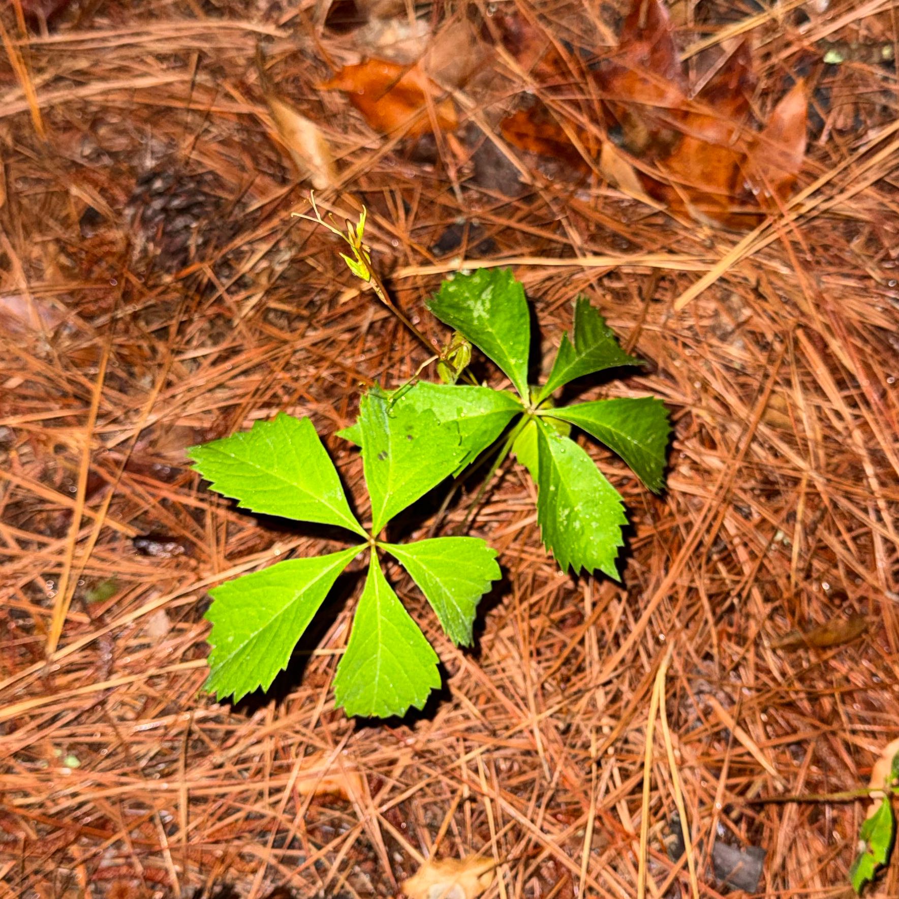 Photo of the plant species Virginia Creeper by @PreferredFeijoa named Denali on Greg, the plant care app