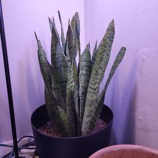 Snake Plant plant in Collins, New York