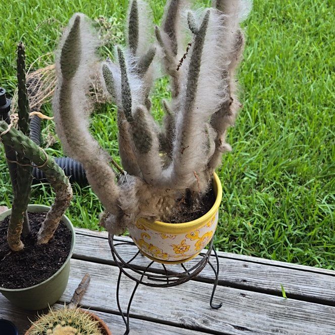 Photo of the plant species Old Man Prickly-pear by @StoutSnowcrocus named Morgan Treeman on Greg, the plant care app