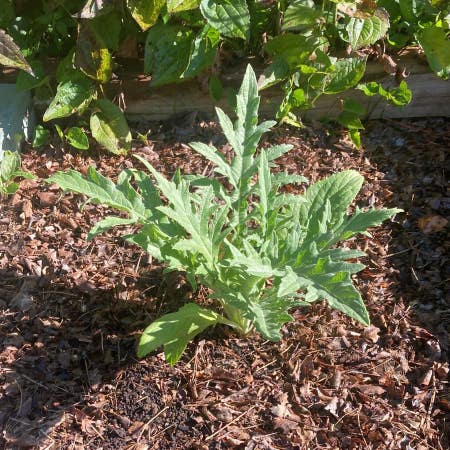 Photo of the plant species Cardoon by Balancedcosmo named Fernie Saunders on Greg, the plant care app