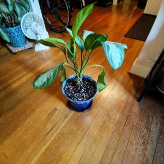 Chinese Evergreen plant in Lexington, Kentucky