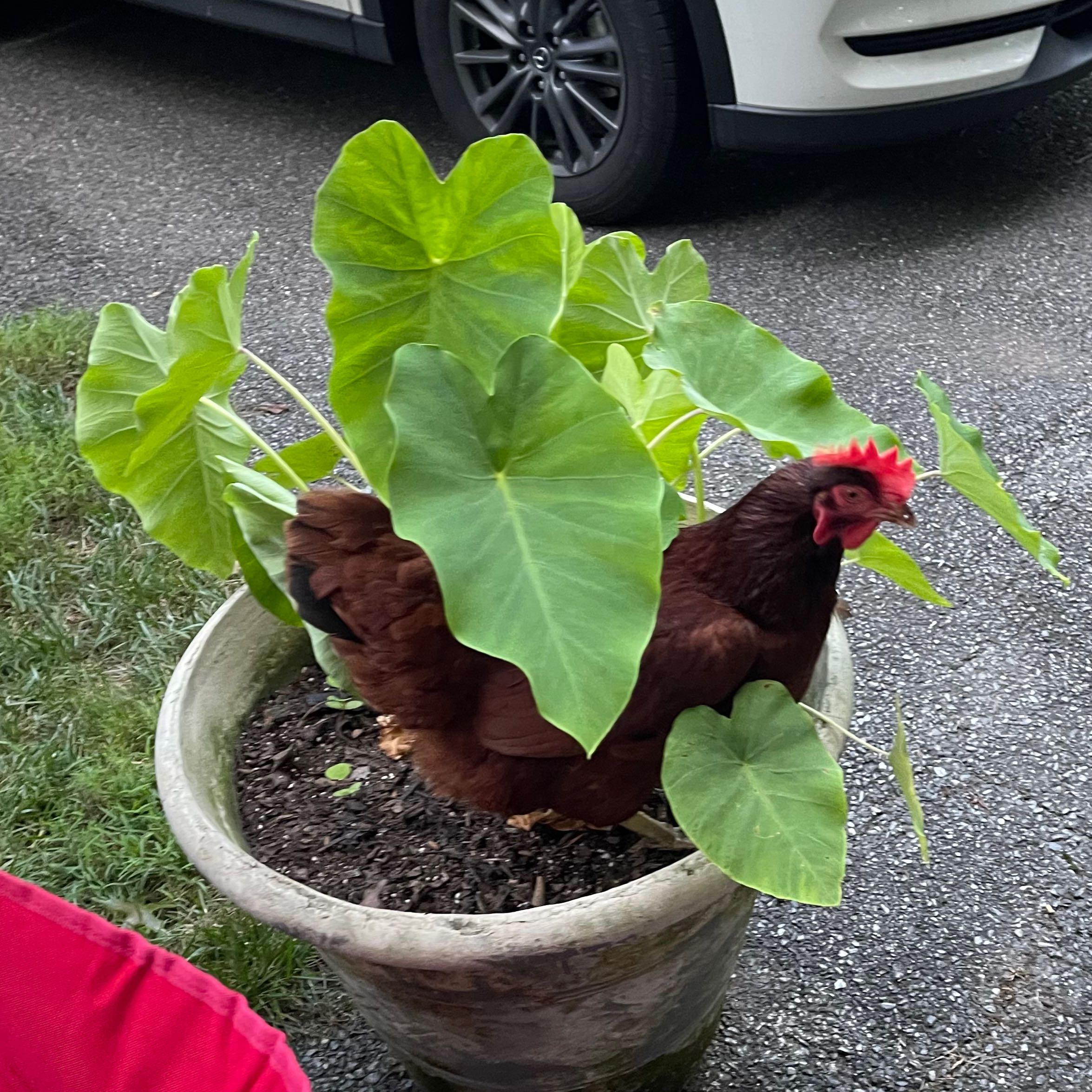 Photo of the plant species Taro by @marciesplants named El on Greg, the plant care app