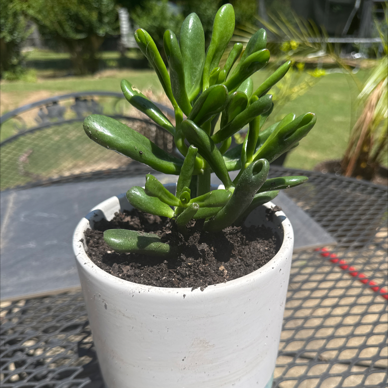 Photo of the plant species Crassula 'Horntree Tricolor' by @Tarisplantflow named Stitch on Greg, the plant care app