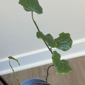 Photo of the plant species Black Bryony by @Jahnavi named Dolores on Greg, the plant care app