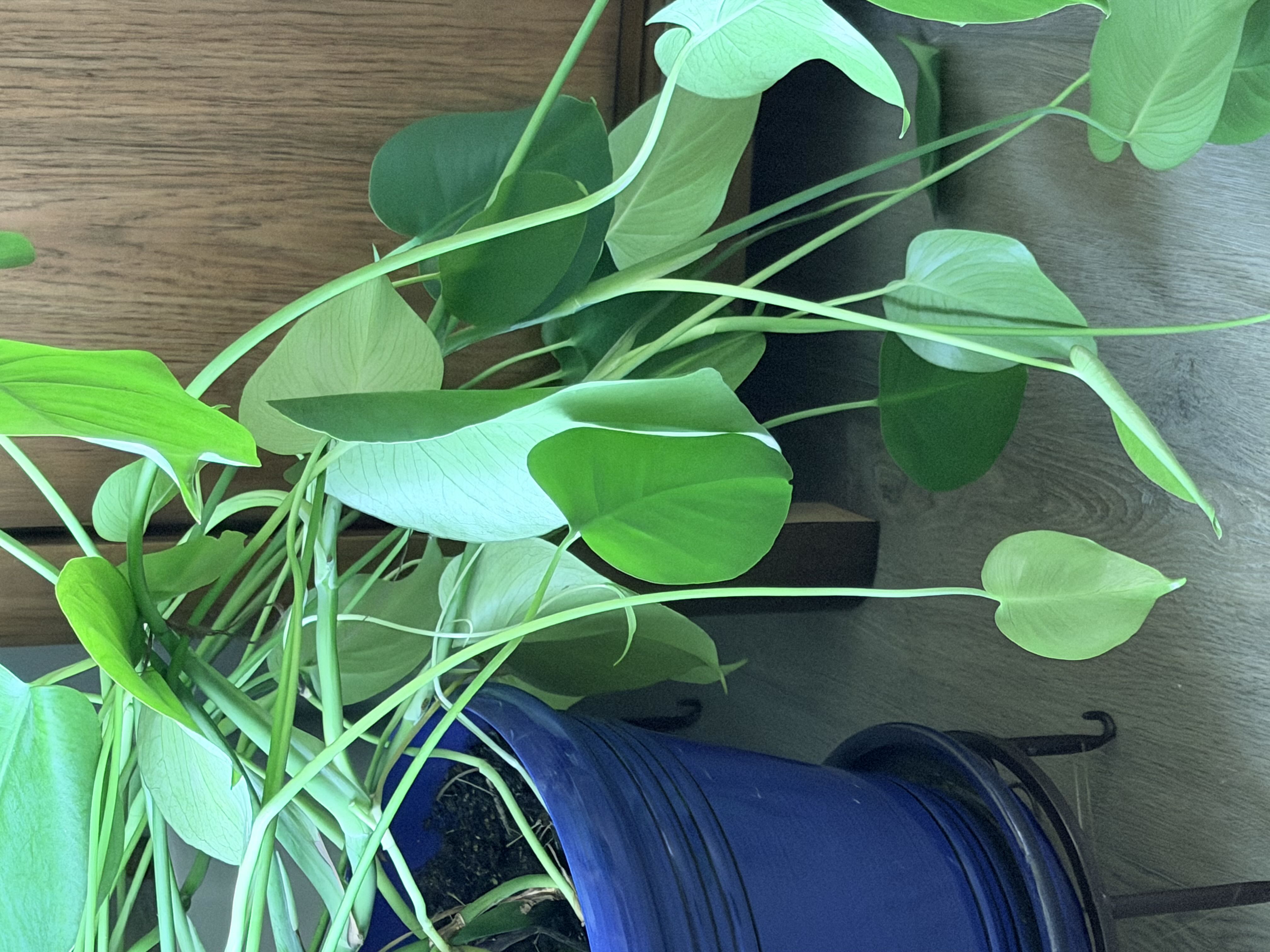Photo from the post