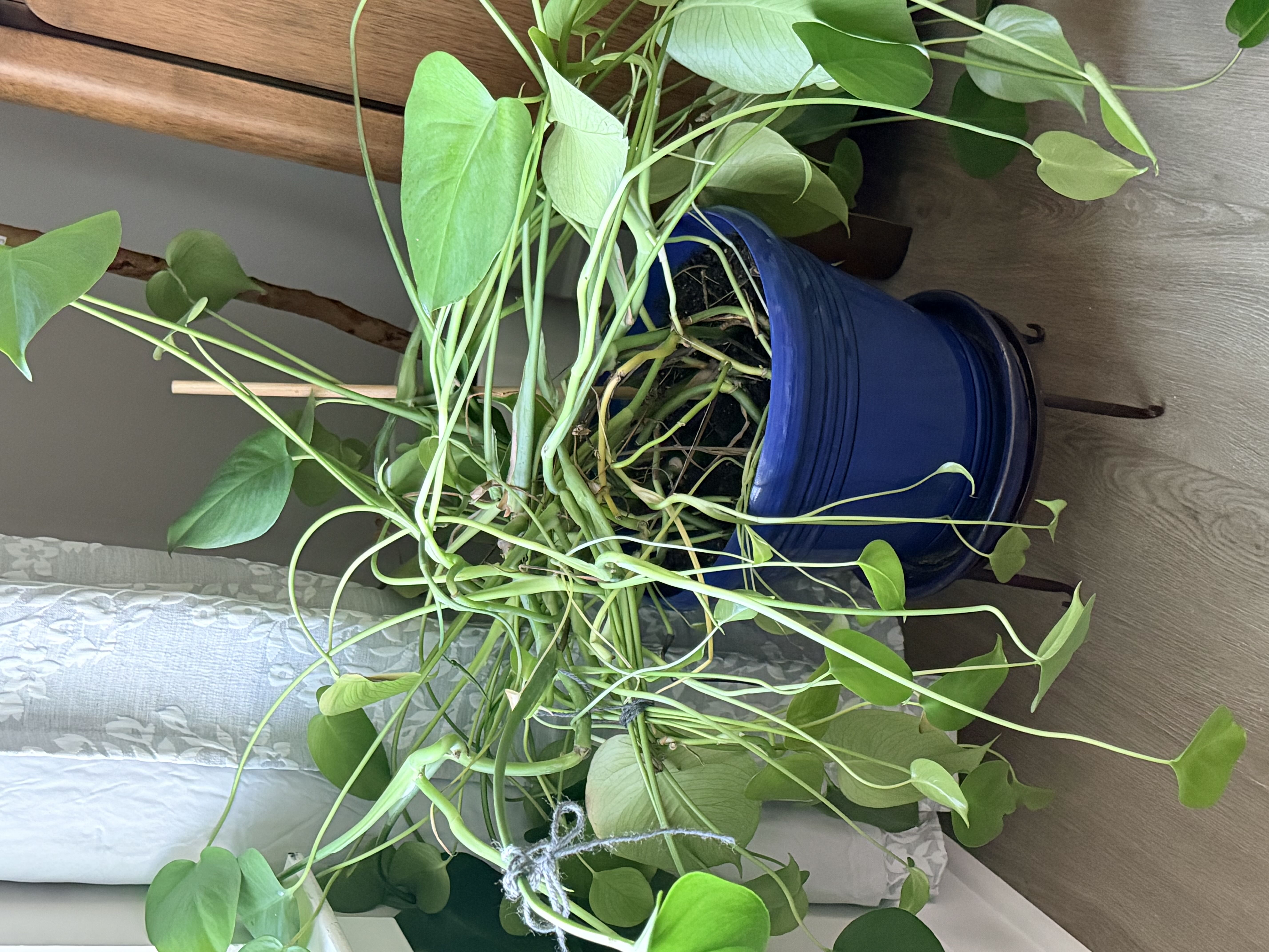 Photo from the post