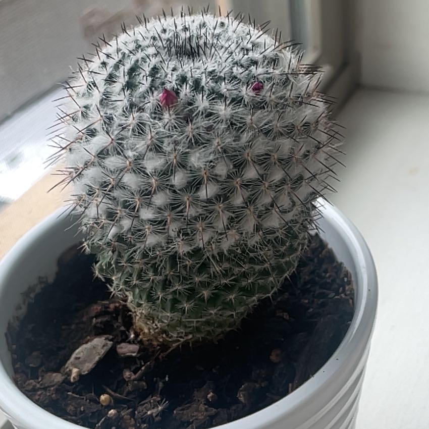 Potted Mammillaria Haageana cactus with small red buds and visible soil.