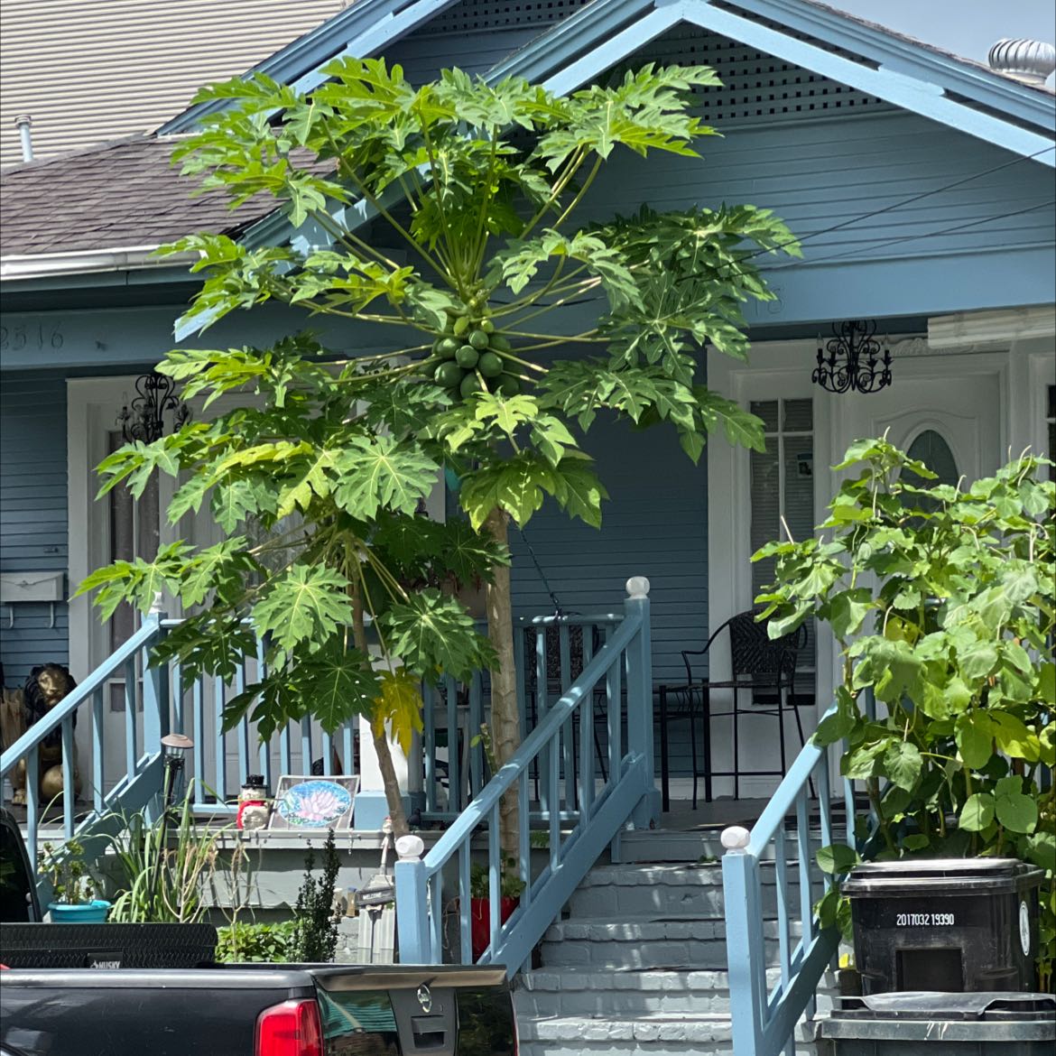 Papaya plant with green leaves and visible fruit in front of a house.