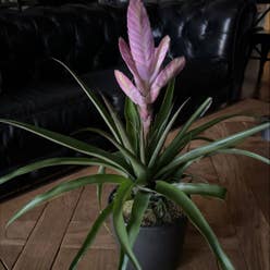 Pink Quill plant