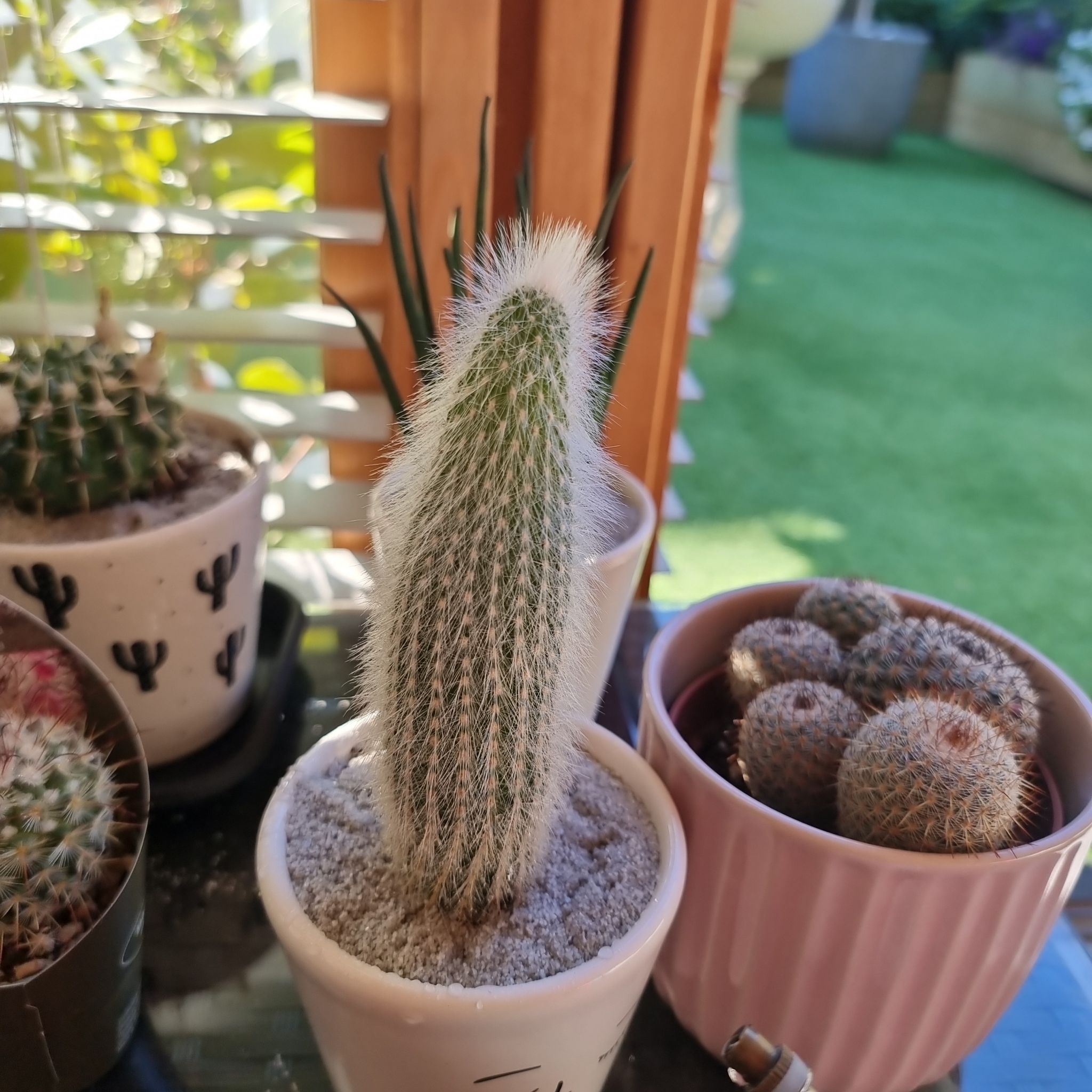 Rattail Nipple Cactus in a white pot with other potted plants in the background.