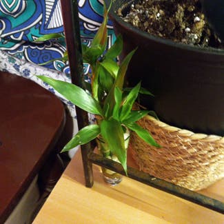 Lucky Bamboo plant in Fayetteville, North Carolina