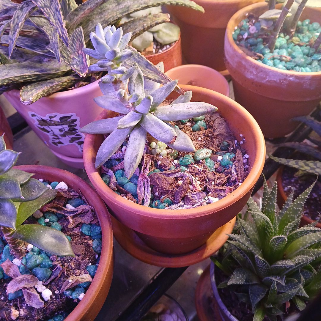 Photo of the plant species little jewel by @planthoe40 named Fresia on Greg, the plant care app