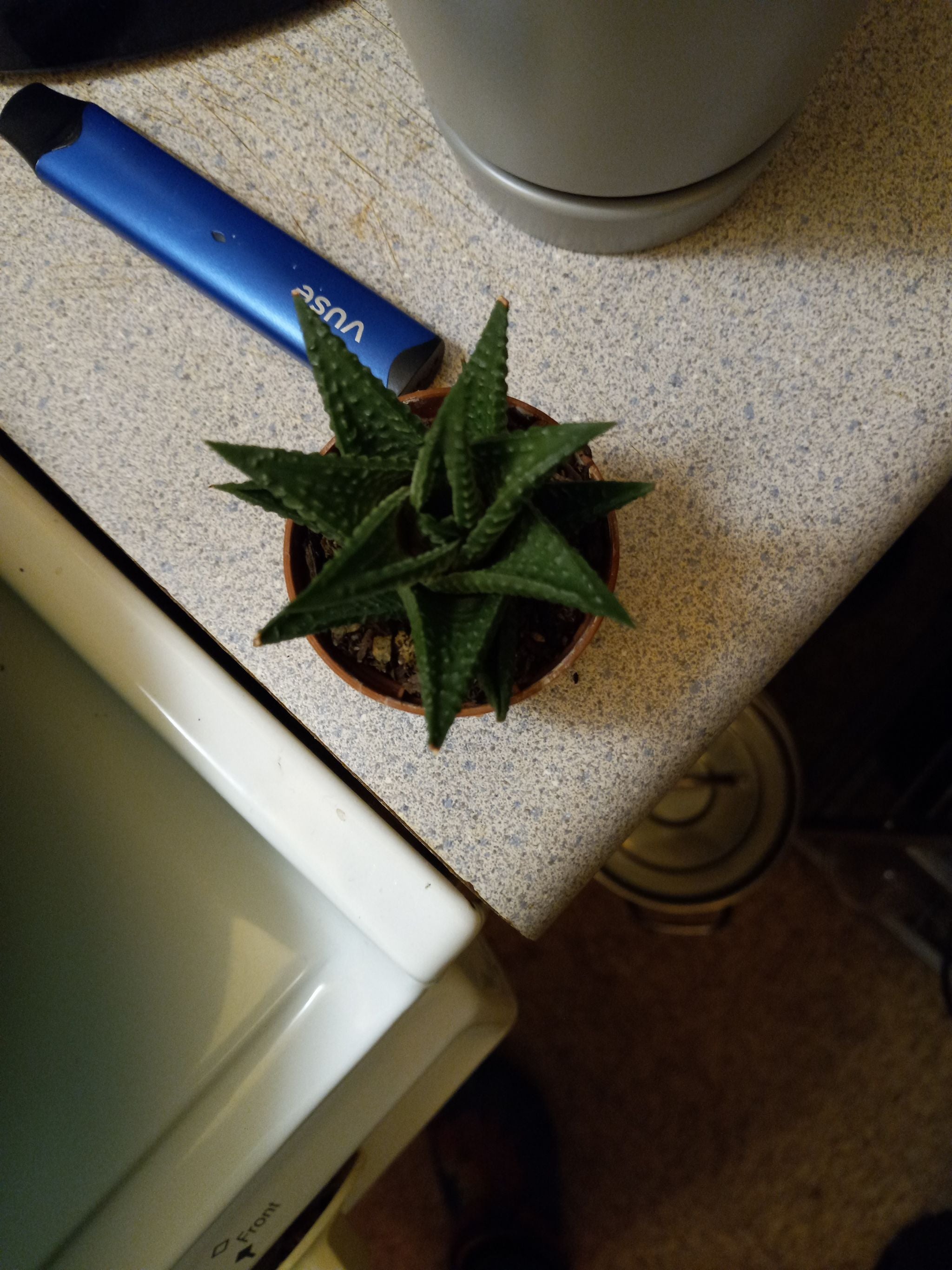 🌞 10 Ideal Companions for Your Golden Glow Stonecrop