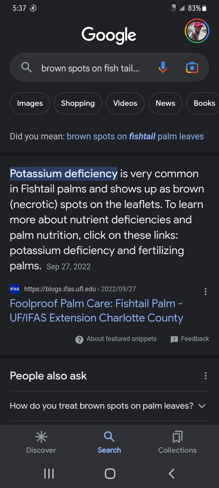 Weird spots on fish tail palm?