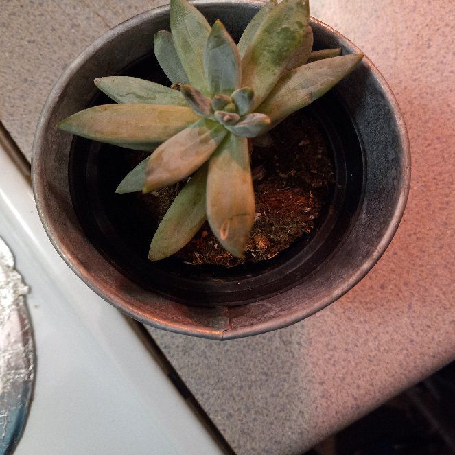 Photo of the plant species little jewel by @planthoe40 named Fifi on Greg, the plant care app